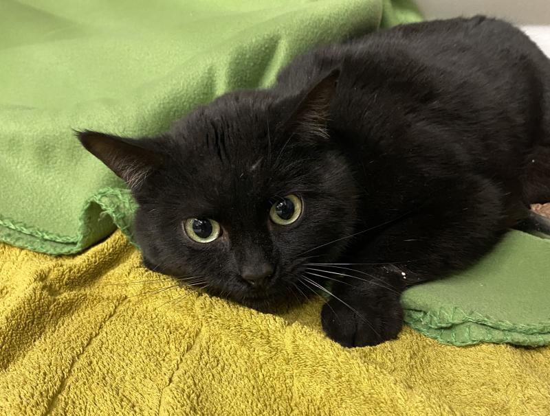 Aktuelle Fundtiere image1__002_ Aktuelle Fundtiere image1__002_