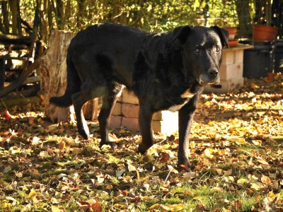 Arko Bild 2 im Garten