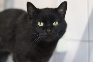Katzen Hermine__2_