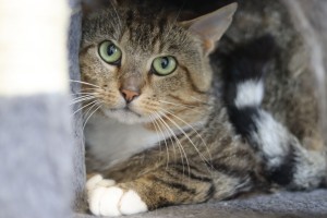 Katzen Helge__1_
