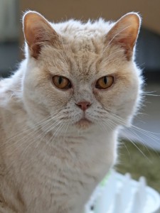 Katzen Zavi__2_