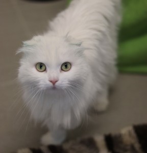 Katzen Akira__1_