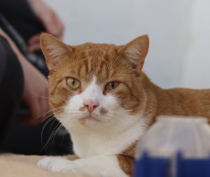 Katzen Ben09__2_