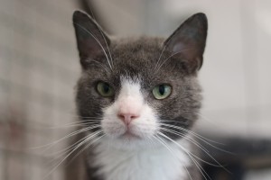Katzen IMG_1452