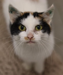 Katzen Curly__2_