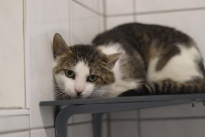 Katzen IMG_1776