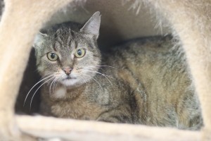 Katzen Mini