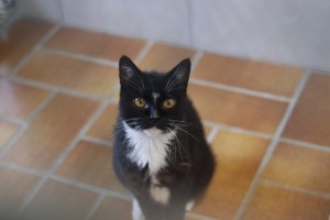 Katzen Lola__2_