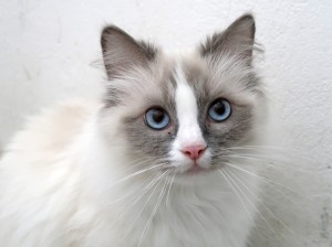 Katzen Molly__2_