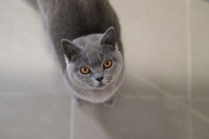 Katzen Neo_1_