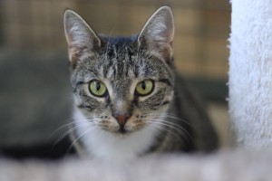 Katzen Cleo_09__2_