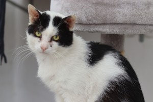 Katzen Hannes__1_