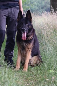 Hunde IMG_1650