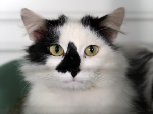 Katzen Robert