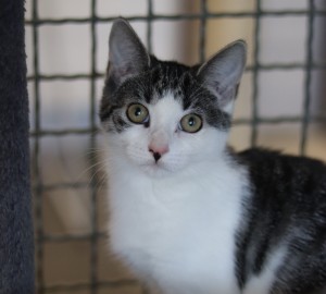 Katzen Romy09