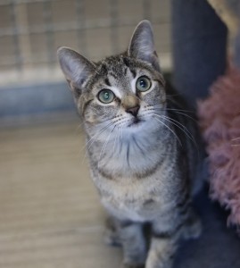 Katzen Zwinger_2__1_