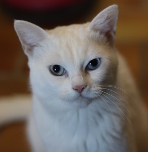 Katzen Mika__1_