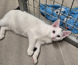 Katzen 20251012_171952