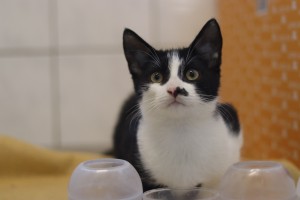 Katzen Zwinger_3__8_