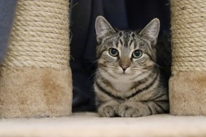 Katzen IMG_4426