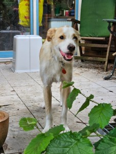 Externe Tiere Snickers_externeTiere