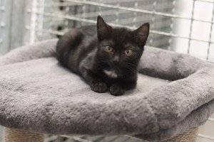 Katzen Peter