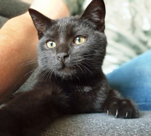 Katzen 20250824_115433