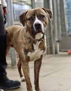 Hunde Pasha