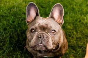 Externe Tiere _MG_1834