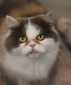 Katzen Queen__1_