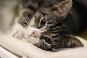 Katzen Fancy