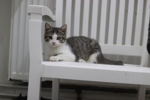 Katzen Barney