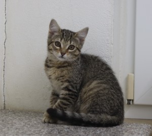 Katzen Blanca__2_