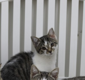 Katzen Betsy