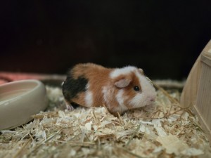 Tierschutzverein Rheine und Umgebung e.V.