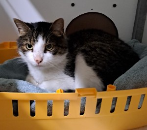 Aktuelle Fundtiere Viri