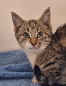 Aktuelle Fundtiere 20251119_081523