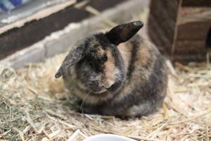 Externe Tiere Torvin__12_