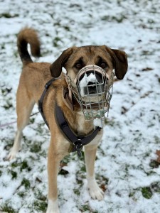 Externe Tiere 1000086059