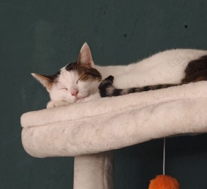 Externe Tiere IMG_20250818_165520