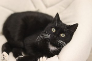 Tierschutzverein Rheine und Umgebung e.V.