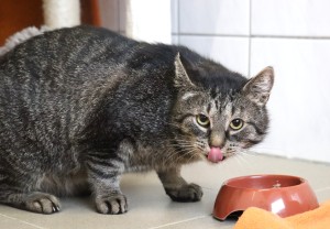 Katzen Broesel1