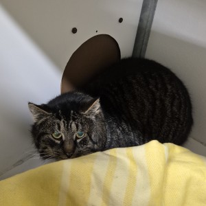 Aktuelle Fundtiere broesel