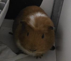 Aktuelle Fundtiere 20260120_103741