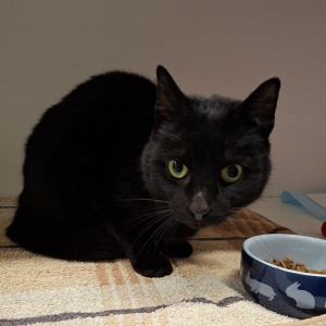 Aktuelle Fundtiere ettie