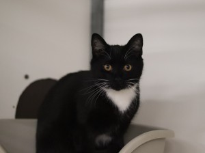 Aktuelle Fundtiere Lumpi1