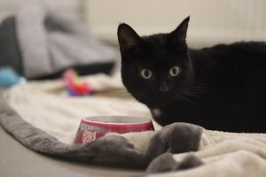 Katzen Schwarzbrot__3_