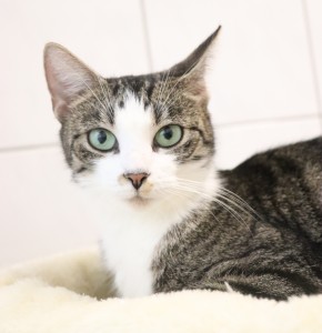 Katzen IMG_7941