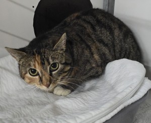 Katzen tinkabell