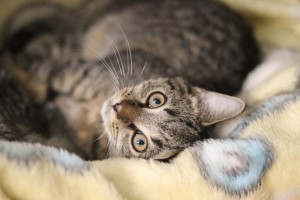 Aktuelle Fundtiere IMG_5817